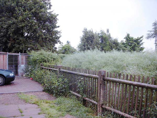 Raps2.jpg (86216 Byte)